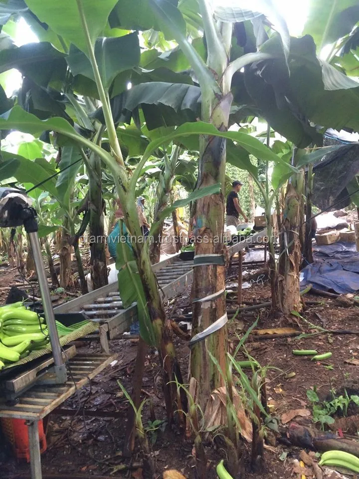 
Price cheap box cavendish banana from Vietnam newest 2020 