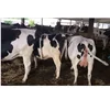 /product-detail/strong-pregnant-dairy-cattle-for-sale-holstein-heifer-cows-for-sale-62011799109.html