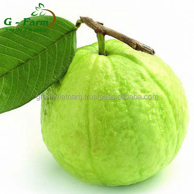 
Newest 2020 fresh guava export origin from Vietnam package in carton box 5kg 9kg 9.5kg 10kg net weight 