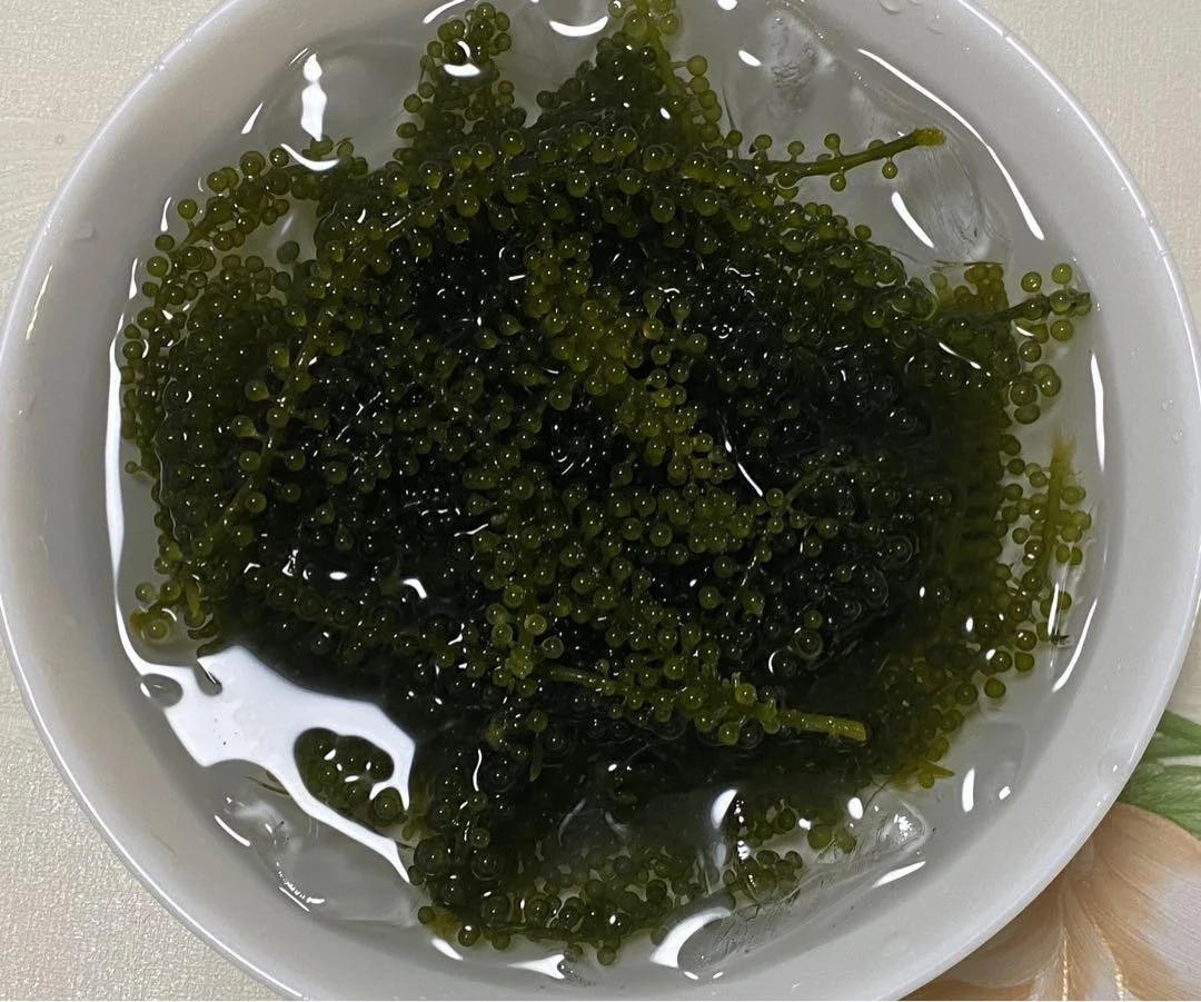Premium Sea Grapes/ Lato/ Ararosep Seaweed From Vietnam (ms.thi Nguyen