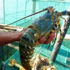 HACCP ISO LIVE CRAYFISH - SPINY LOBSTER WHOLE ROUND FROM VIETNAM