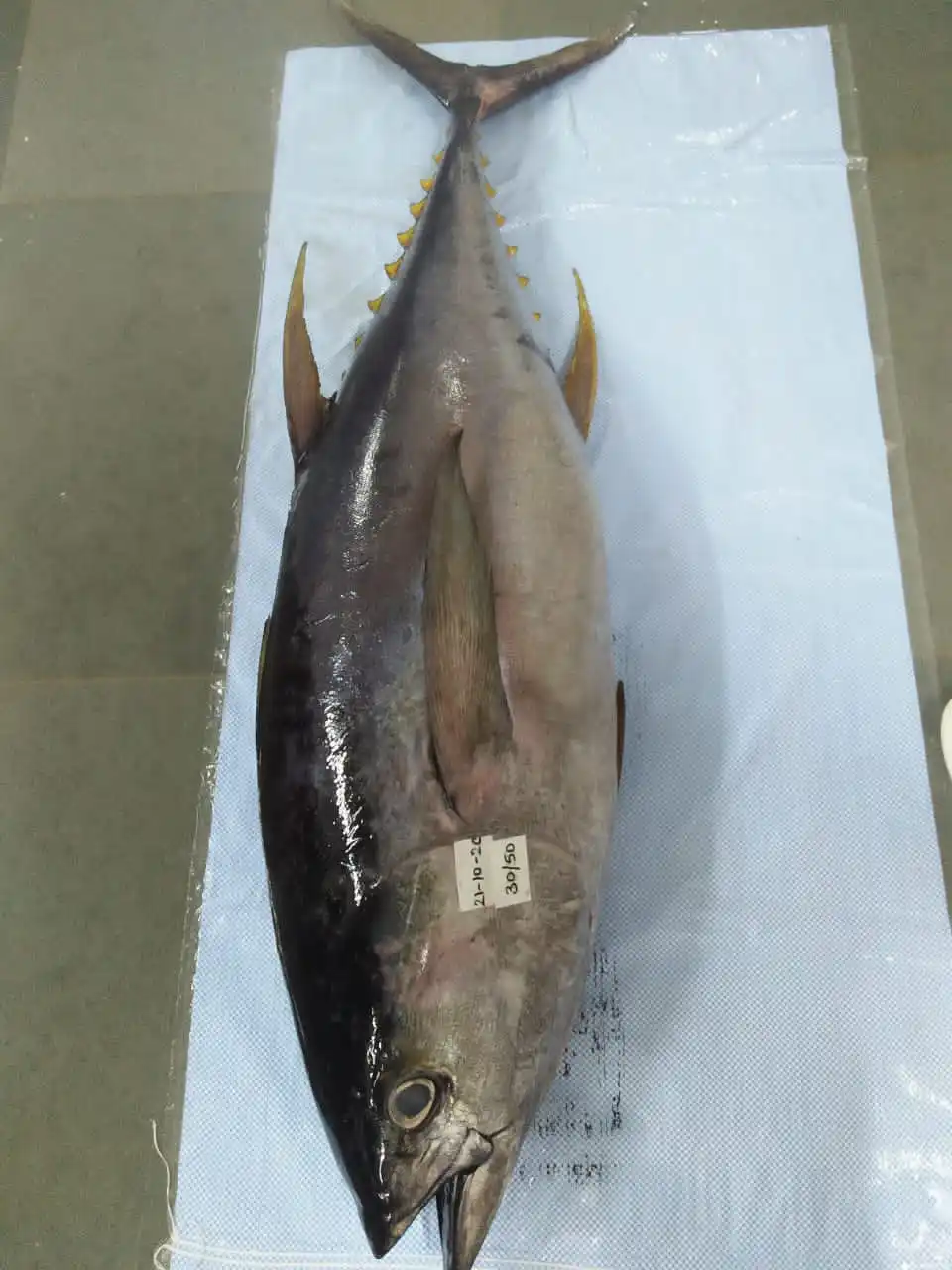 yellow fin tuna 9.jpg