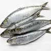 /product-detail/frozen-sardine-fish-62009720375.html