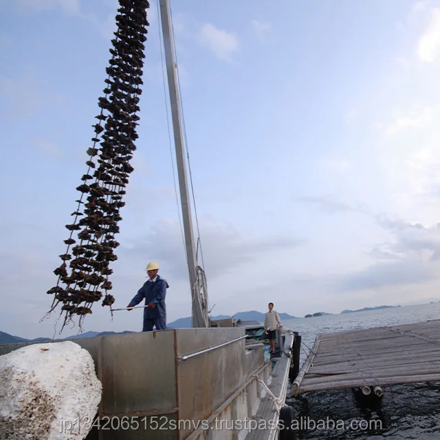 
Gourmet oyster pickled in olive oil oyster mushrooms chips Made in Japan 