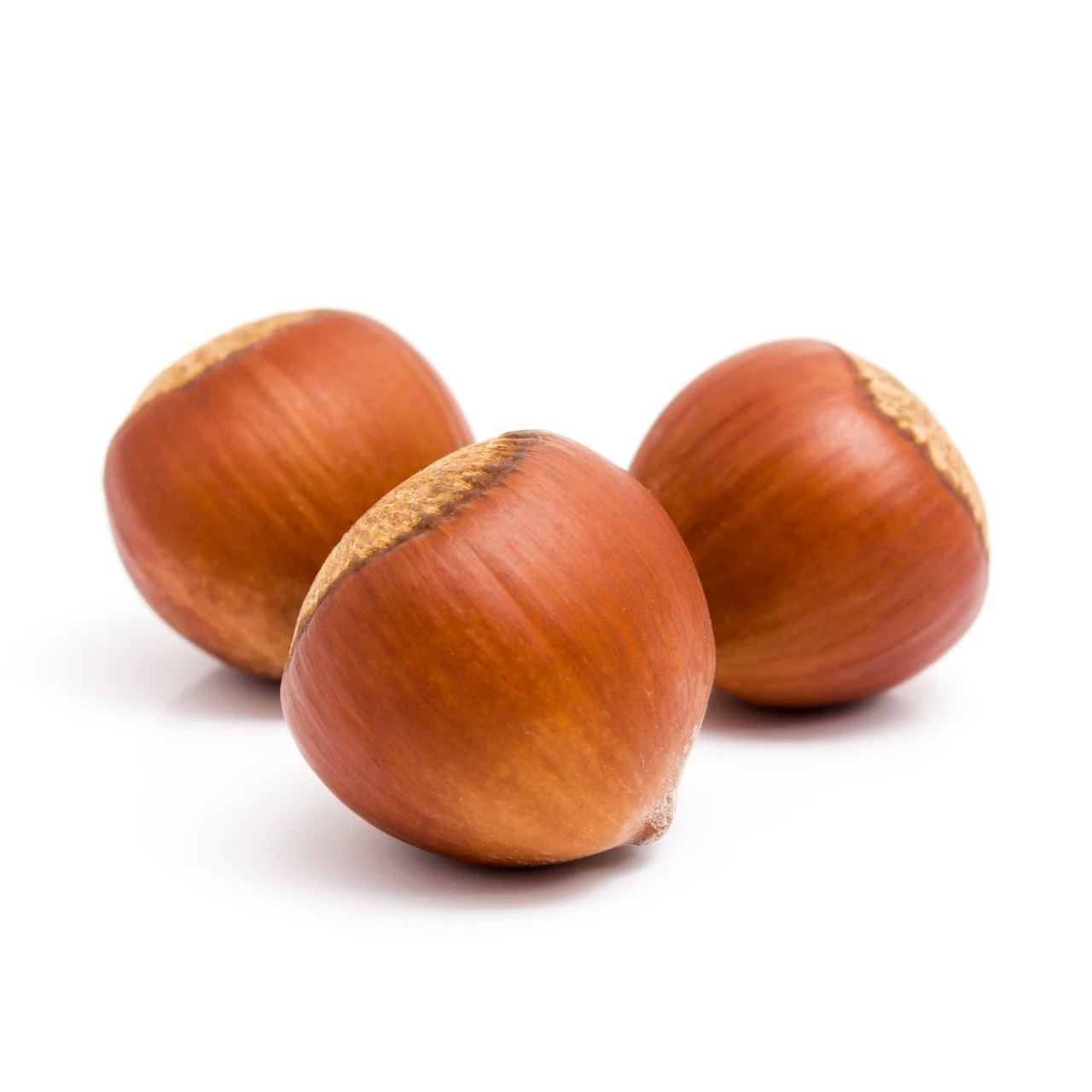 
Good Quality Natural and Organic Raw Hazelnut  (1600158678455)