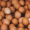 FRESH CHICKEN EGGS