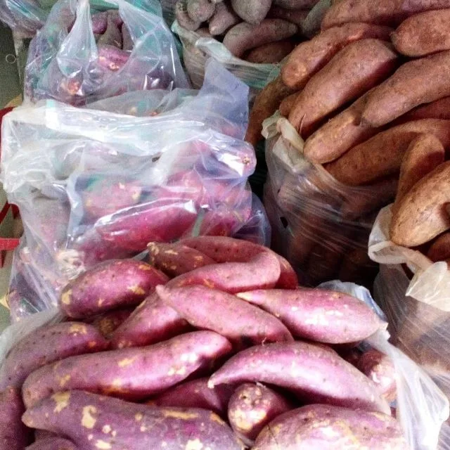 Exporting Fresh Sweet Potato/ Sweet Japanese Potato // Ms