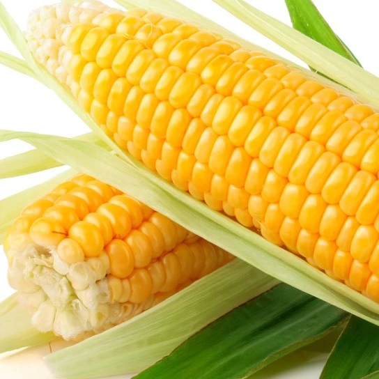 
yellow corn OF PREMIUM GRADE FOR SALE 