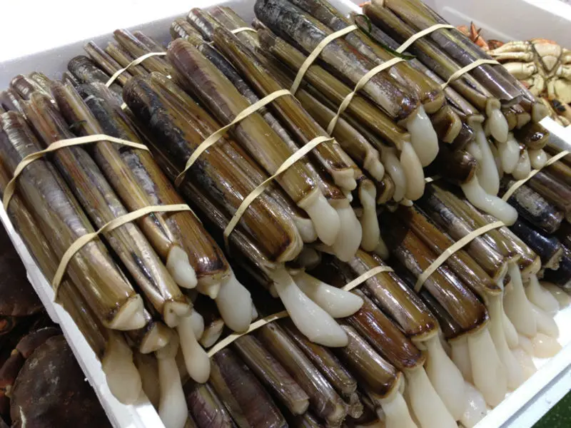 Frozen razor clam 5.jpg