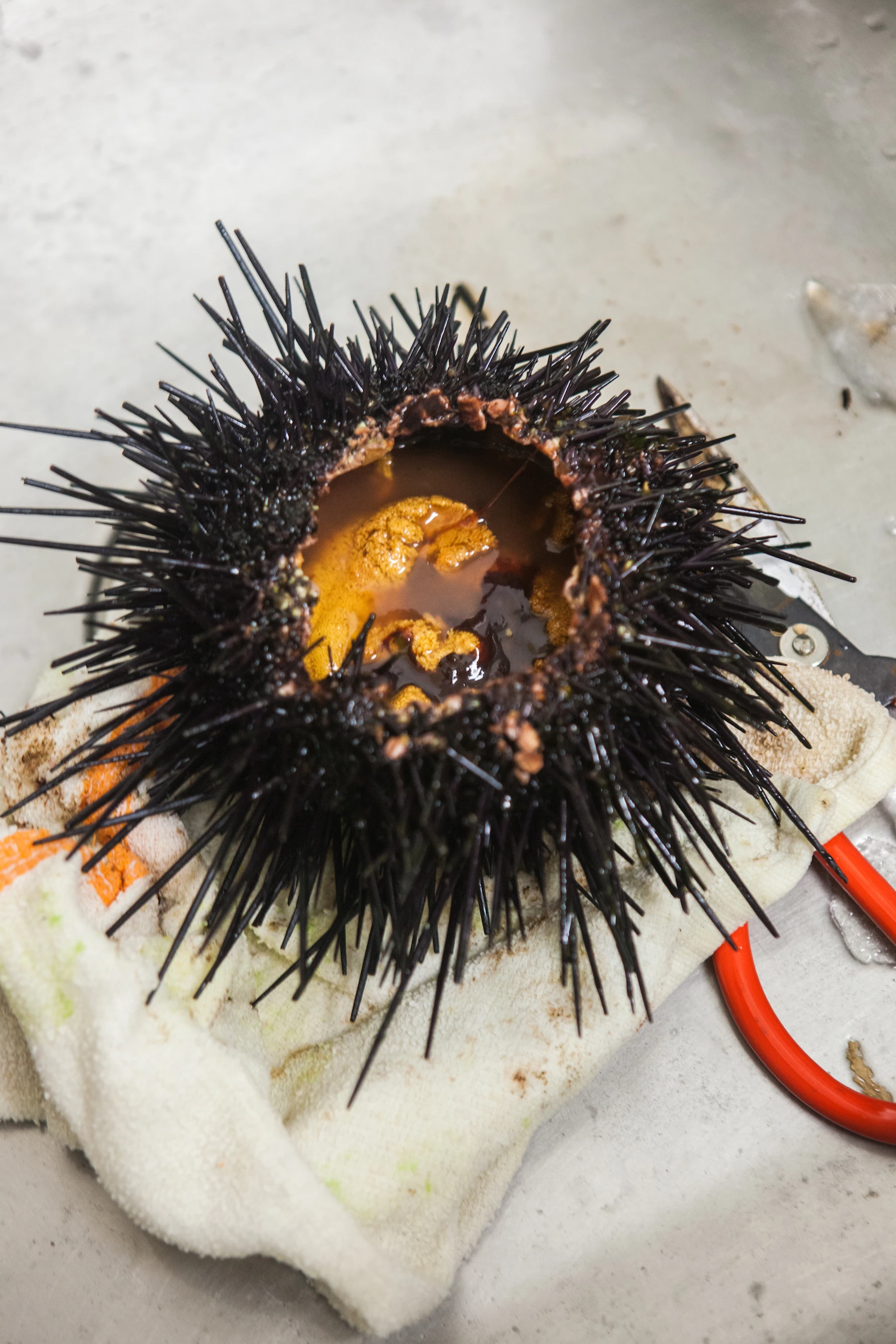 
FRESH/FROZEN SEA URCHINS ROE WITH BEST PRICES FOR WHOLESALES 