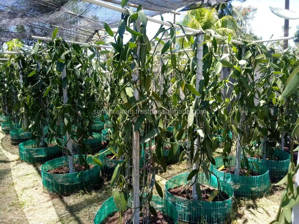 
Hot selling plani vanilla beans, vanilla beans kg, vanilla beans with best price 