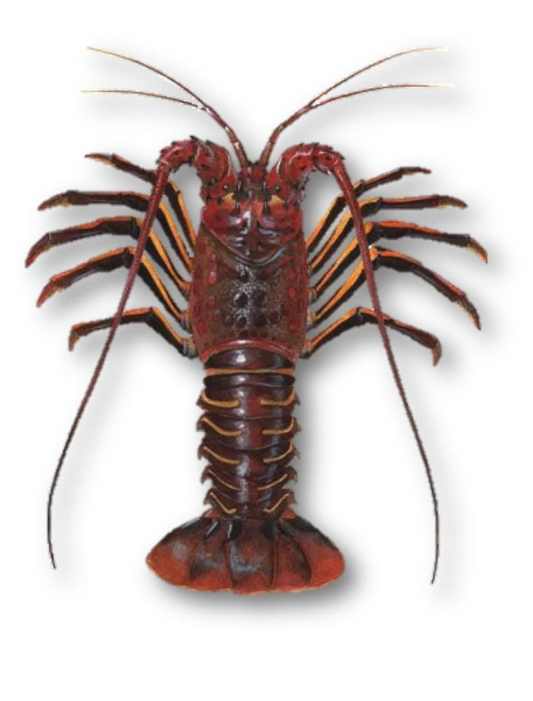 
Live South American Spiny Lobsters/Live Lobsters/Seafood! 