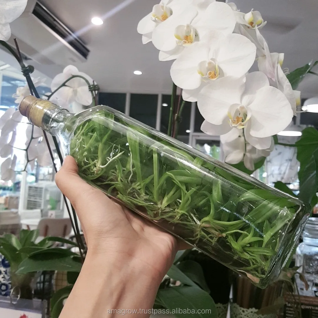 
Fresh 100% Orchid Flask Seedlings Natural Multi Color Ornament Plants Dendrobium Flower Tissue Culture Thailand Highest Quality 