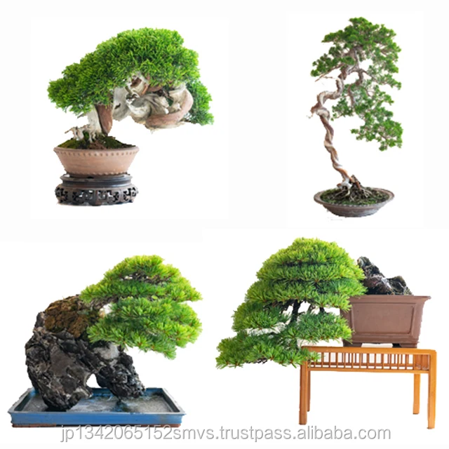 
High grade Japanese real bonsai made in Japan 