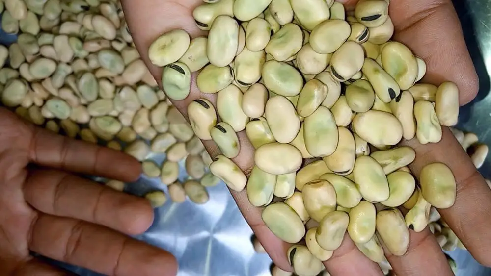 
Exceptional Broad Beans from the Heart of Ethiopia 