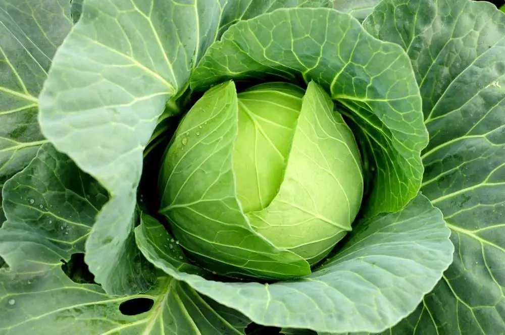 
Wholesale bulk export prices per ton green fresh frozen cabbage for sale 
