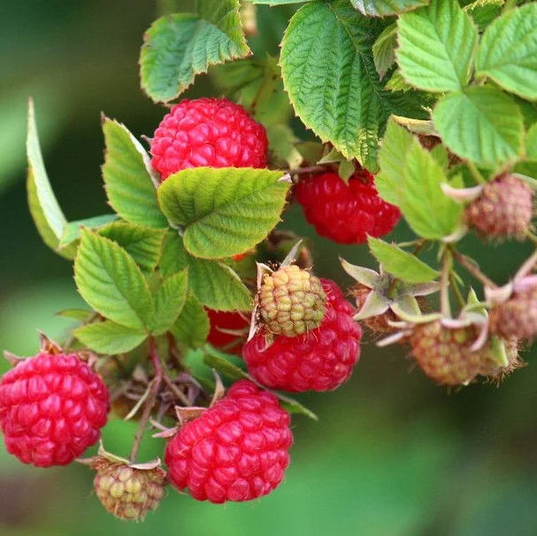 苗床天然植物ラズベリー果樹苗 ラズベリー苗 Buy ラズベリー苗 蘭フラスコ苗販売のため 植栽のための苗 Product On Alibaba Com