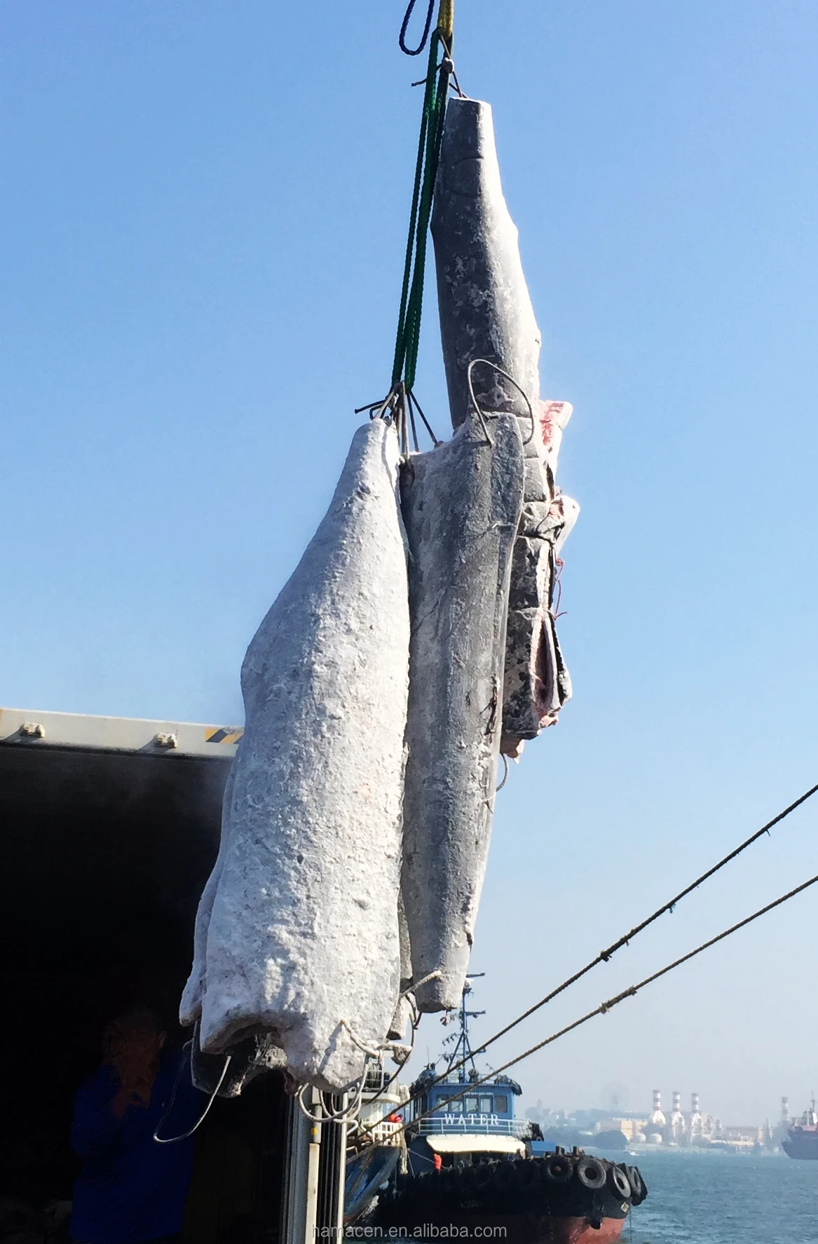 _Blue marlin_002.JPG