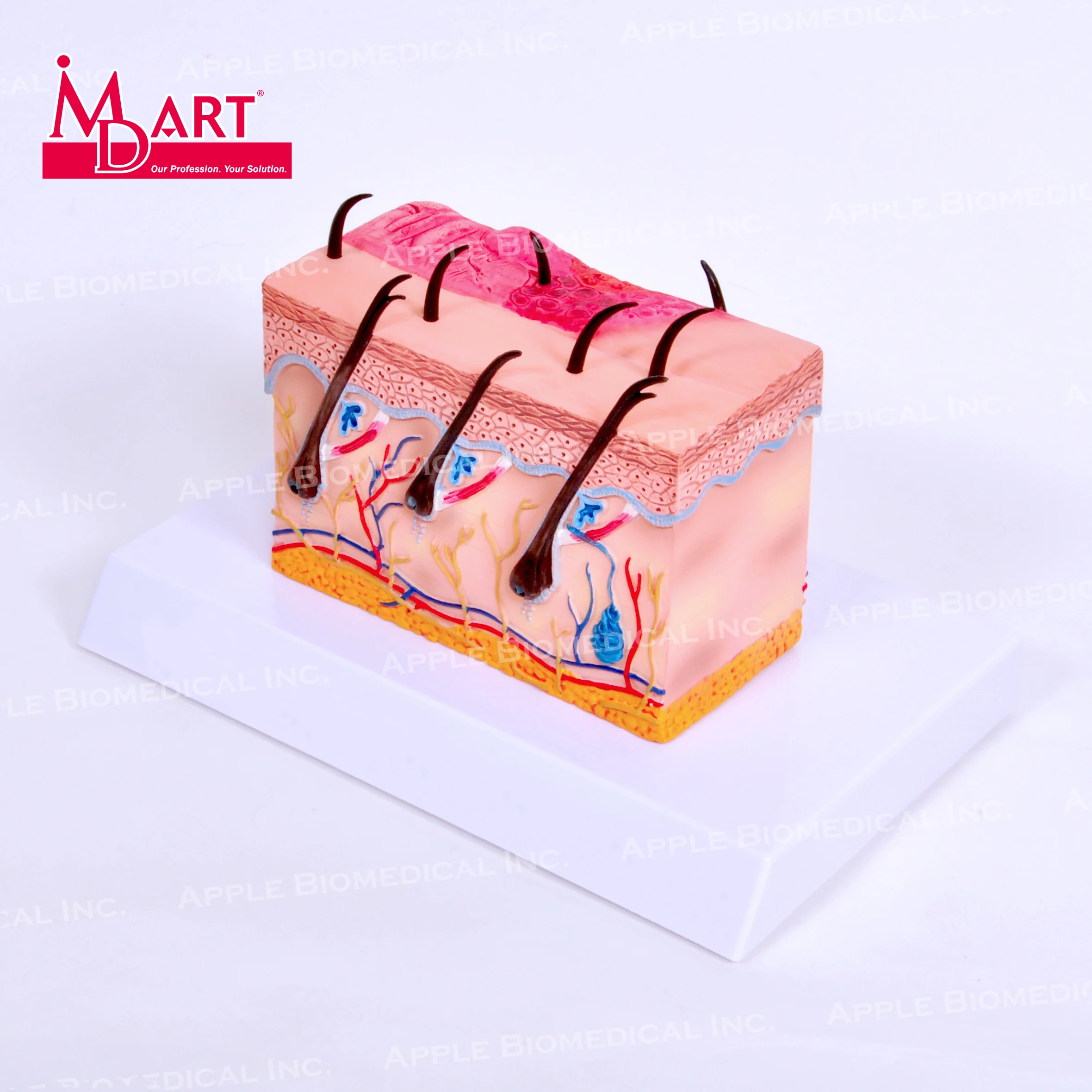 
Anatomical healthy canine skin model with dermatitis skin inflammation 