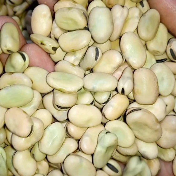 
Exceptional Broad Beans from the Heart of Ethiopia 