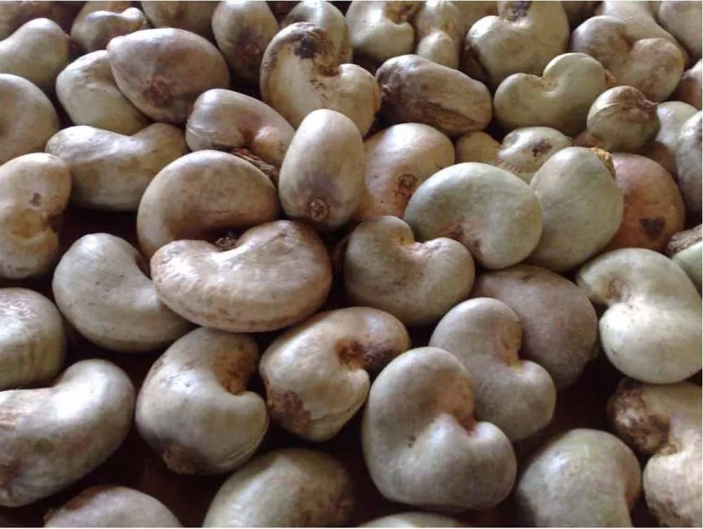best grade of cashew nut husk/ cashew shell pow