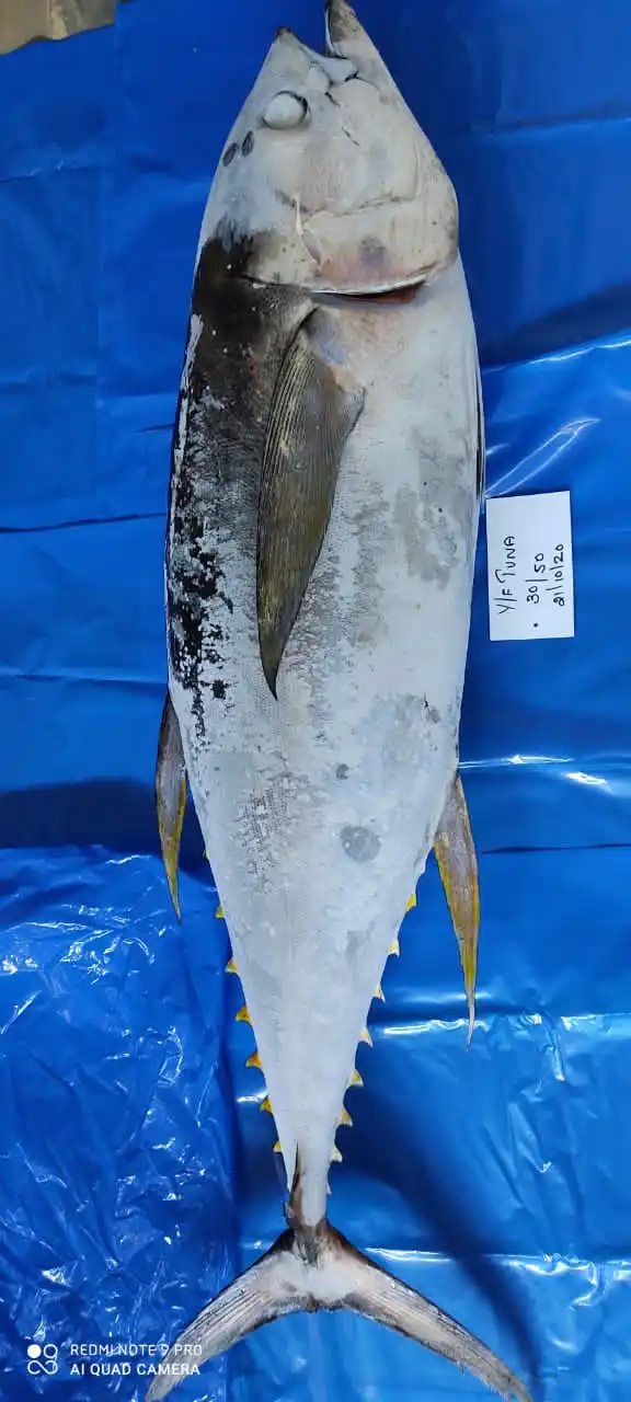 yellow fin tuna 4.jpg