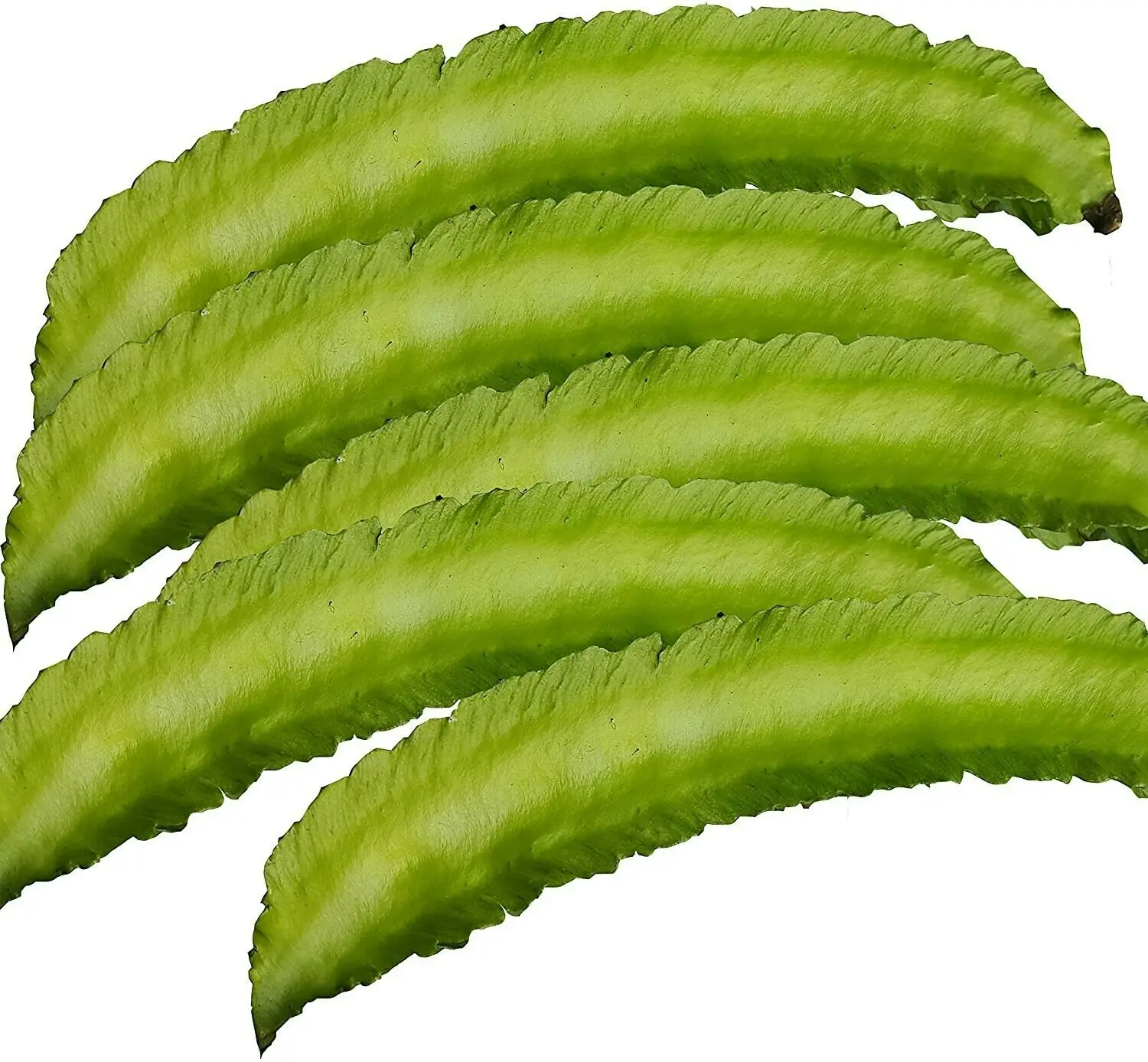 best price high quality winged bean - buy mung bean,beans,wax