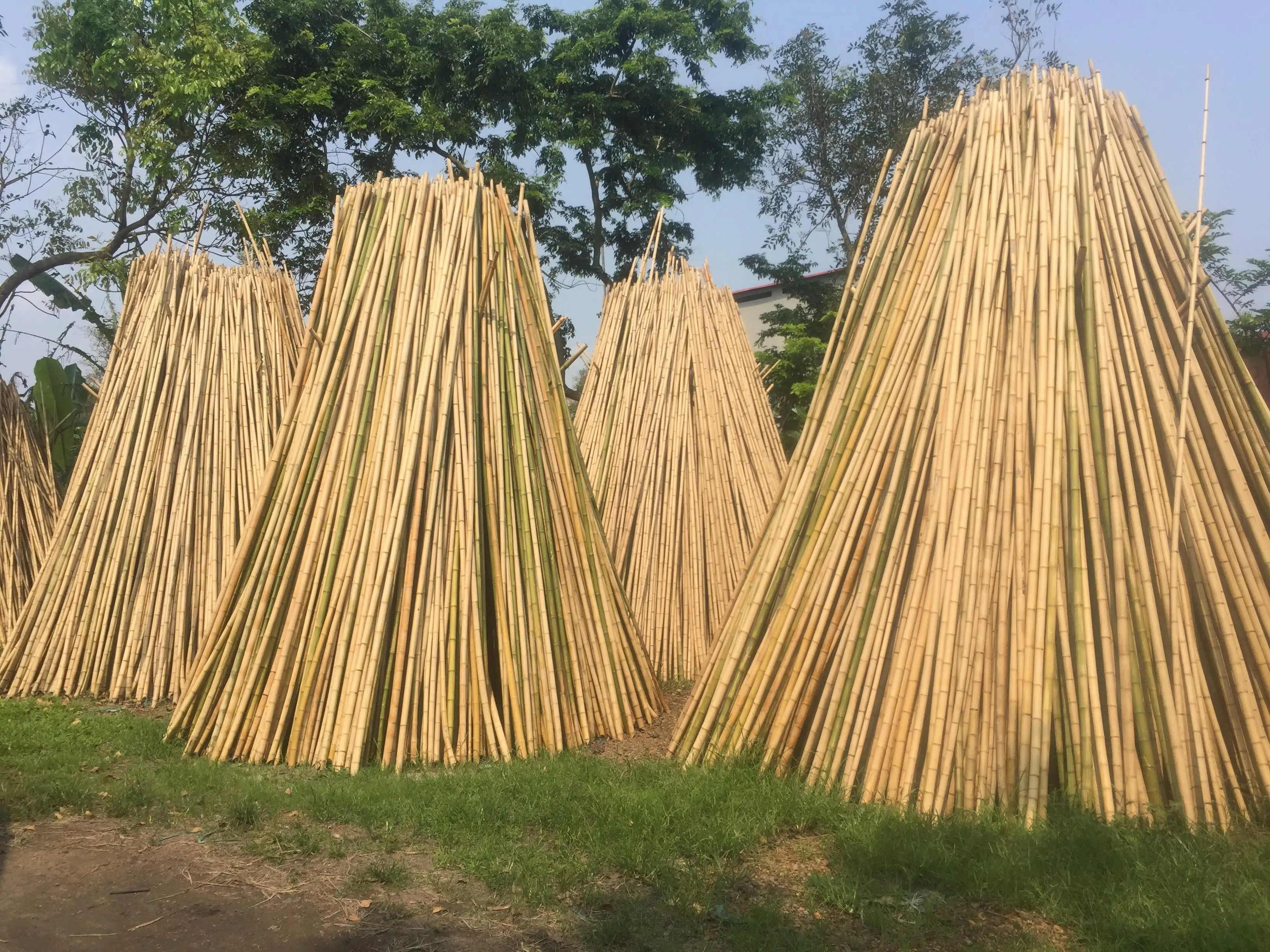 Agriculture Bamboo Sticks Bambou Poles For Nursery Planting/custom