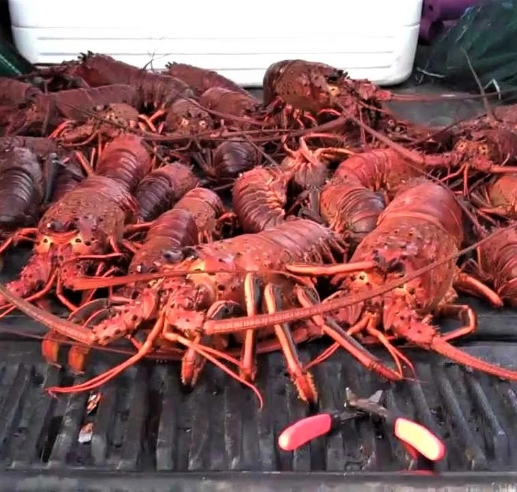 
Live South American Spiny Lobsters/Live Lobsters/Seafood! 