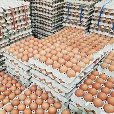 
Cobb 700 CObb 500 Ross 308 fertile hatching eggs cheap Price 