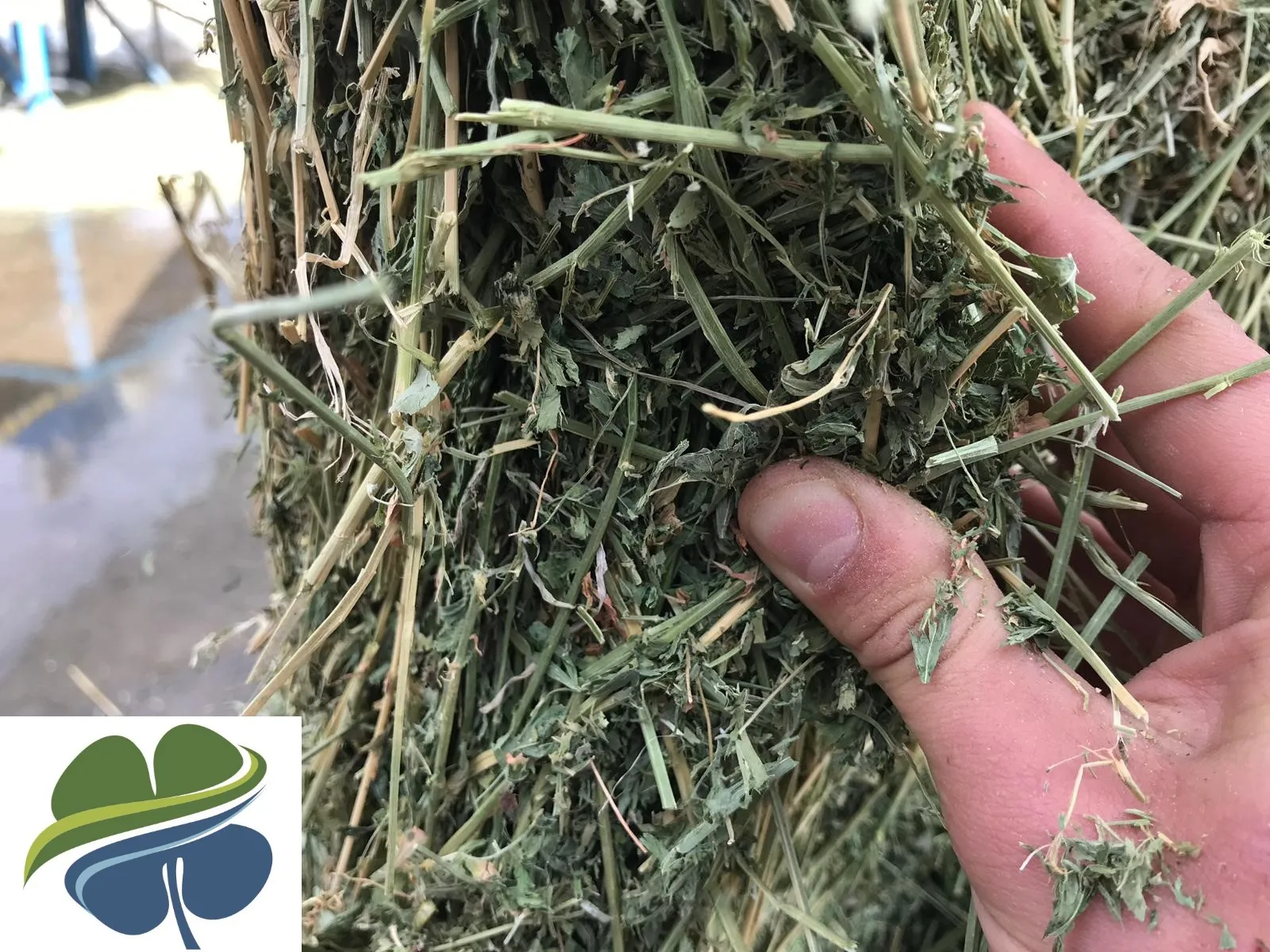 turkish alfalfa hay bale