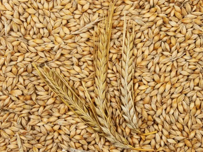 barley1.jpg