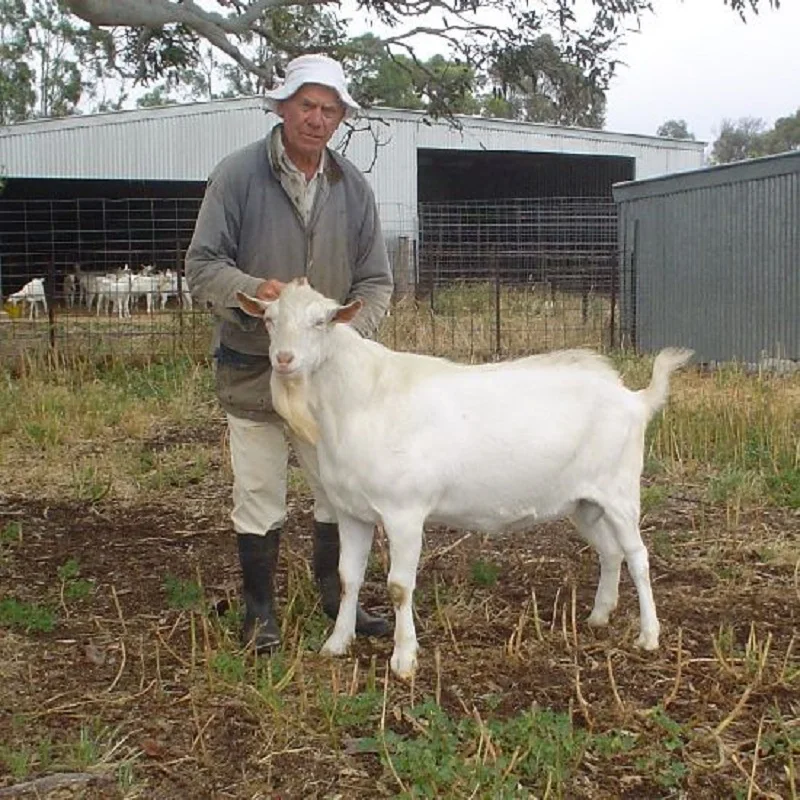 Saanen Goat 3.jpg
