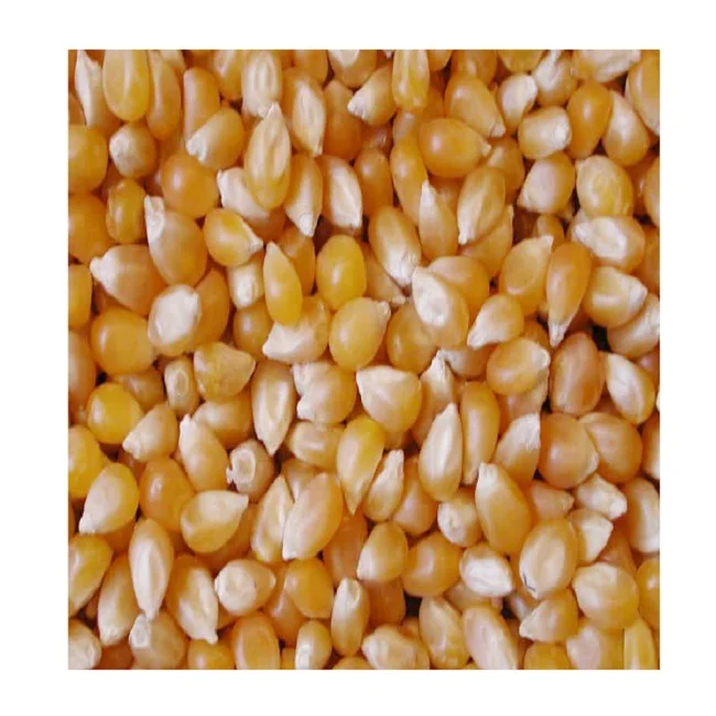 
Vietnamese Yellow Corn Best Price Wholesale   Vietnam Maize export to Korea, Japan, UAE, etc   yellow corn for animal feed  (62010104445)