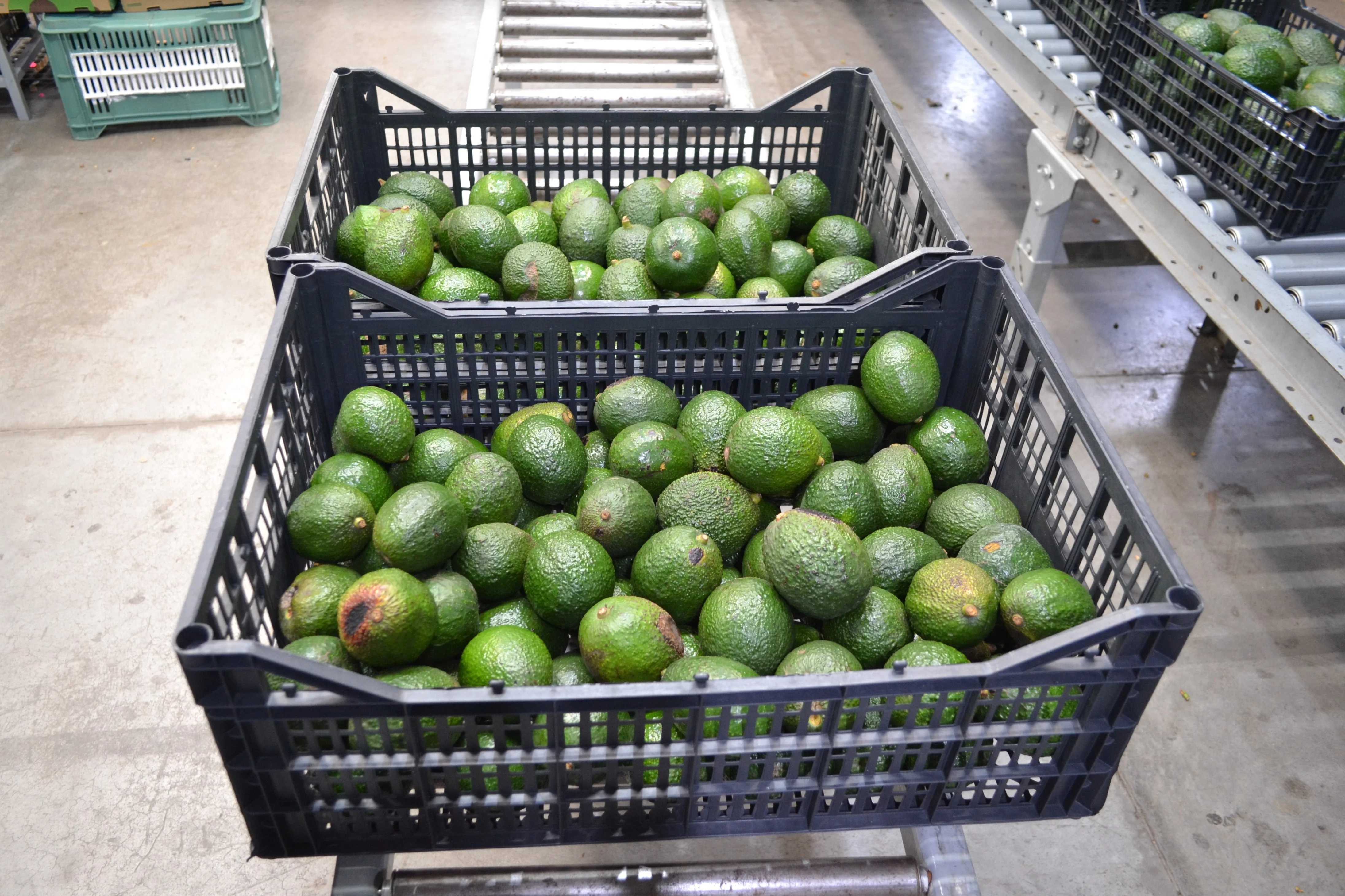 
Fresh quality Mexican hass avocado 