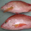 Fish Red Snapper