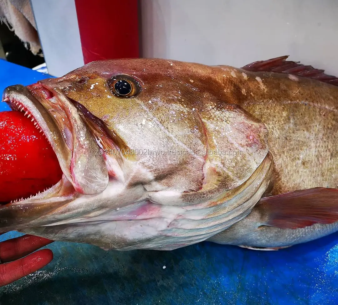 Grouper Fish/fresh Brown Grouper/chilled Seafood! Buy Suppliers Of