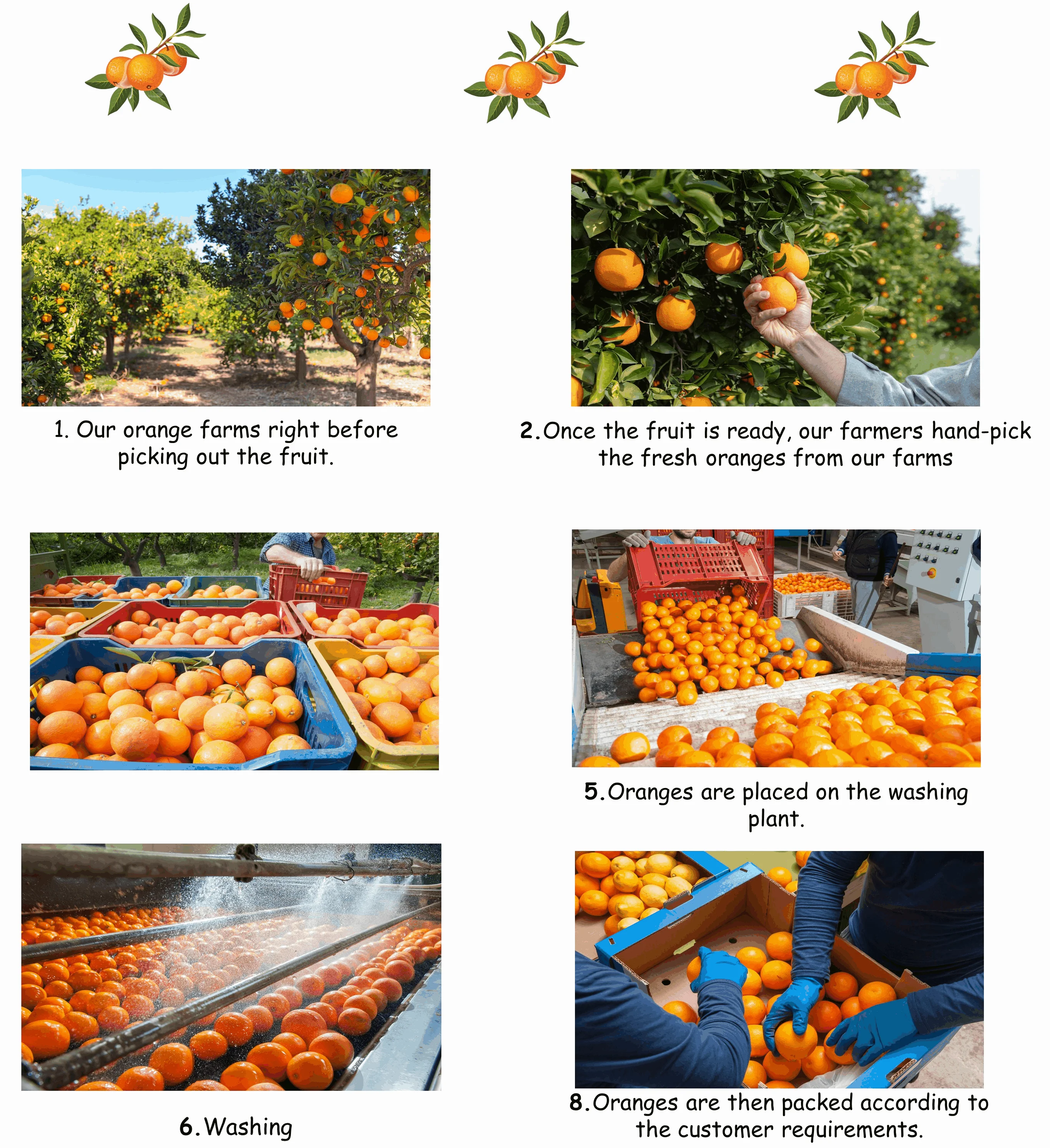 Fresh And Juicy Mandarin Orange Fruit Export Quality Packaging Competitive Pricing Worldwide Shipping Of Mandarin From Egypt Buy Mandarin Exporter Egypt Mandarin Exporter From Egypt Mandarin Fruit Organic Mandarine Egypt Mandarin Of