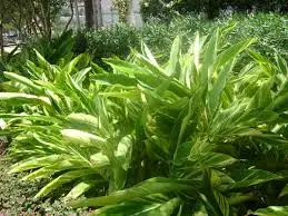 
Organic Fungicide - for Farms, Gardens, Fields, Home Gardens, Indoor plants - Pure Herbal Product - Organic Pesticide 