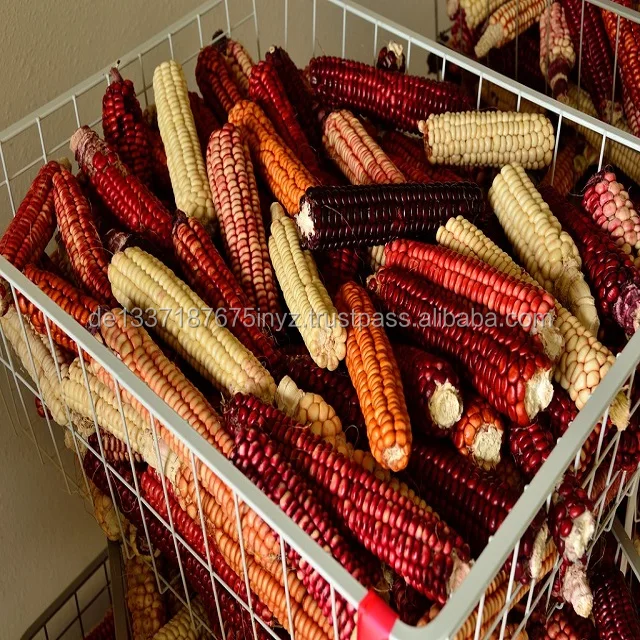 natural white and yellow corn maize