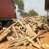 High Quality Viet Nam Gold Supplier 100% A Air Dry Rubber Wood Sawn Timber