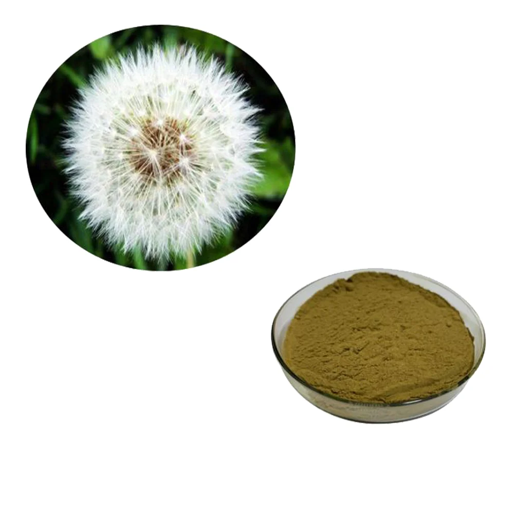 Best Selling Pure Organic Dandelion Root Extract Powder Buy Dandelion Extract,Dandelion Root