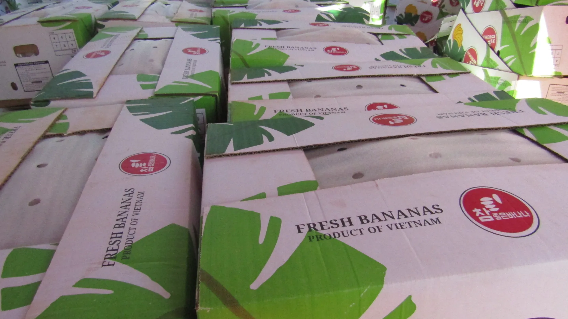 
Fresh cavendish banana (Big size) Bien Ho 