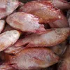 High Quality Frozen Red Tilapia
