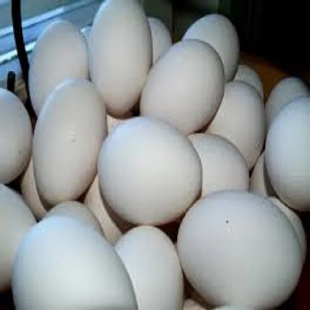 100% Brown/White Chicken Table Eggs