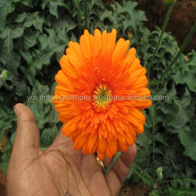 Fresh Gerbera Flower Manufacturers / Suppliers In India Buy Fresh Cut