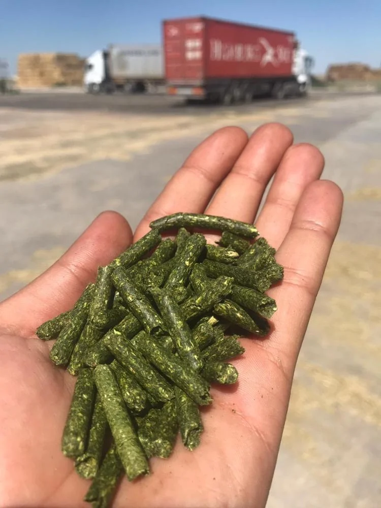 
Turkish Alfalfa, Turkish Lucerne, Turkish Clover 