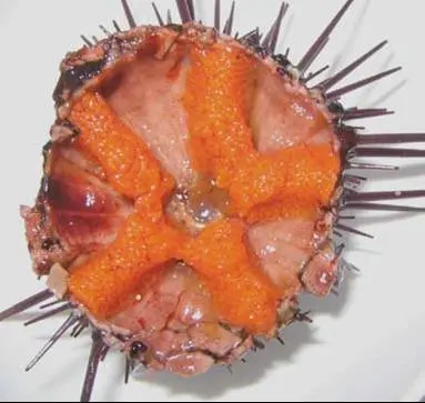 
HOT SELLING FRESH/FROZEN SEA URCHIN COMPETITIVE PRICE FOR RETAILERS 