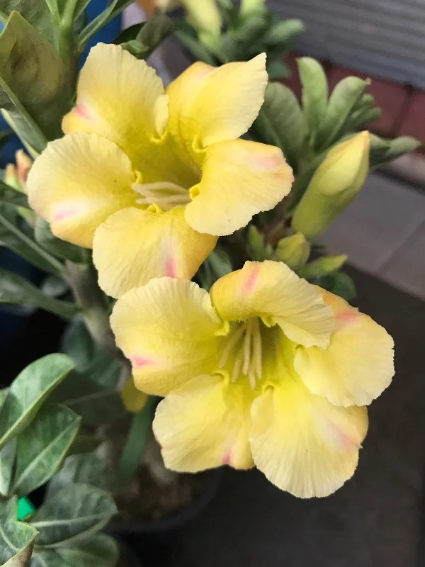 
ADenium graft plant fancy color very cheap price 
