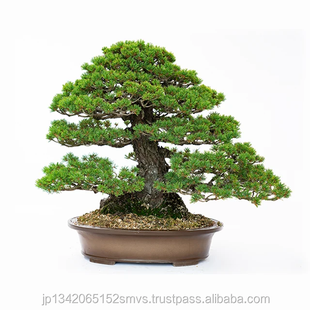 
Indoor plants bonsai professional real bonsai tree Japan Made 